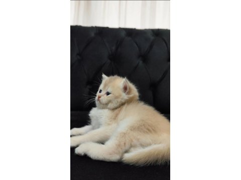 British Shorthair Kızım Yeni Yuvasını Arıyor