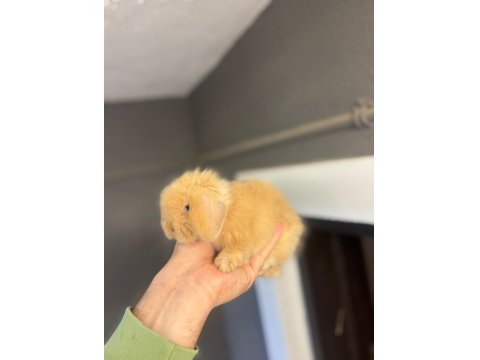 Safkan Evcil Yavru Tavşanlar Gönderim Var