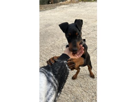 Doberman Yavrumuz Ateş