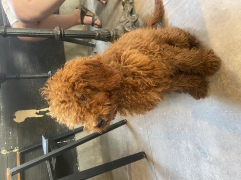 Sahiplendirme Poodle Köpeğimiz Yuva Arıyoruz