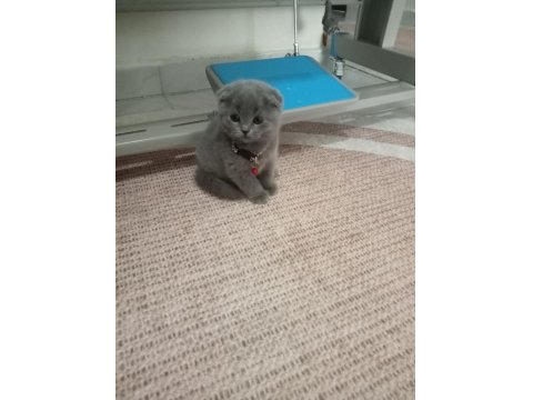 British Kedimiz İçin Görüşülür