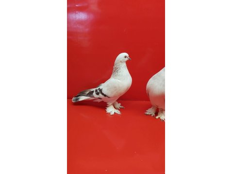 Şebap Mavi Çakmaklı Güvercin