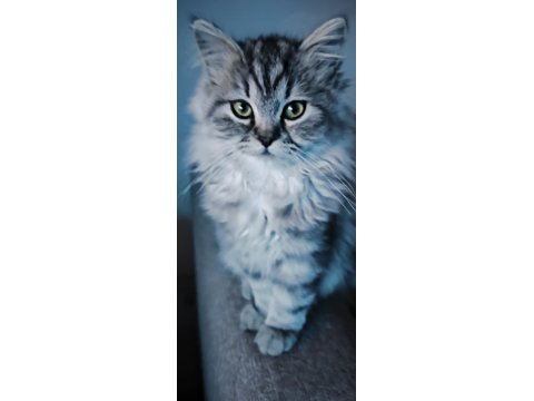 Pamuk Gibi Yün Yumağı Chinchilla Yavrum