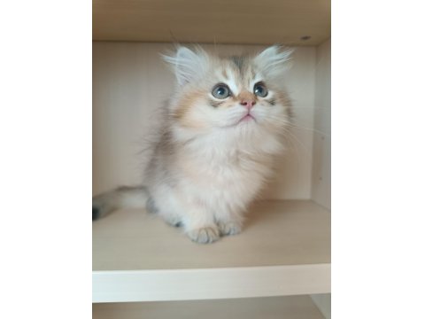 Ev Ortamında Büyümüş British Longhair