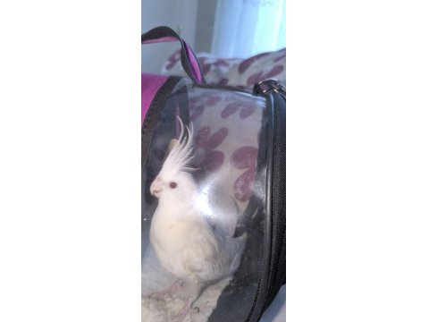 Dişi Jumbo Sultan Papağanı Albino