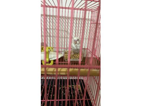 Yeme Düştü Sayılırlar Muhabbet Kuşu Yavrusu Gelen Alır