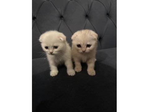 Safkan Scottish Fold Yavruları Ayı Surat 2 Aylık..!