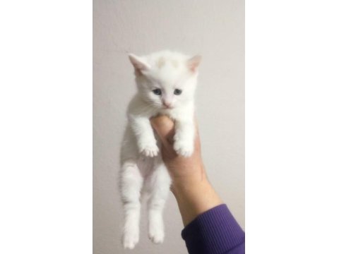 Renk Renk British Shorthair Bebekler