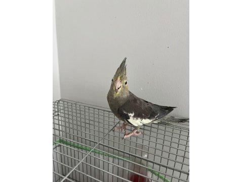 Konuşan Ele Alışık Sultan Papağanı Paşamız