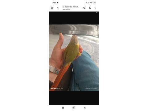 1.5 Yaşında El Besleme Konur