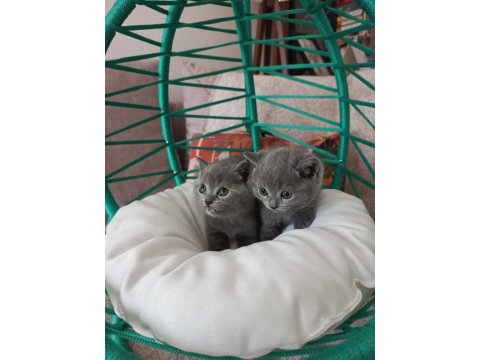 Minik British Shorthair Bebeler