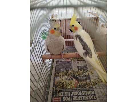 Eş Sultan Papağanı