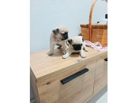 Pug Mops Bebekler