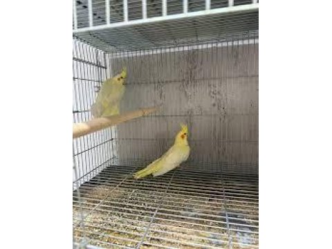 El Besleme Sultan Papağanı Yavruları