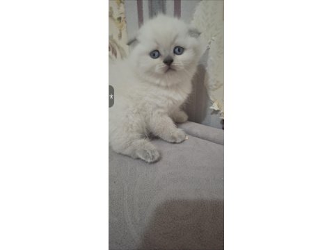 Mutlu, Sağlıklı, Neşeli, Safkan British Bebekler Yeni Evlerine Hazırlar