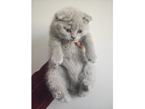 Pofuduk Erkek British Shorthair Yavrular Yuvalarını Arıyor