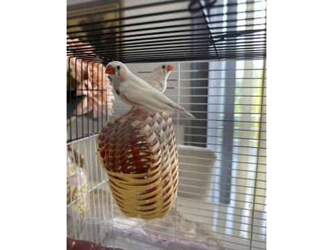 Hint Bülbülü Ankara Damızlık Takımlar