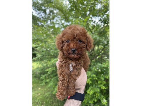 Safkan Kore Kan Dişi Sağlık Garantili Poodle