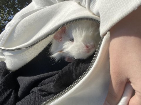 Guinea Pig.2-3 Aylık