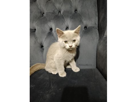 Oyuncu British Shorthair Ponçikler