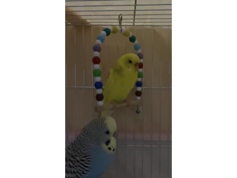 Kızgınlık Döneminde Çift Muhabbet Kuşu