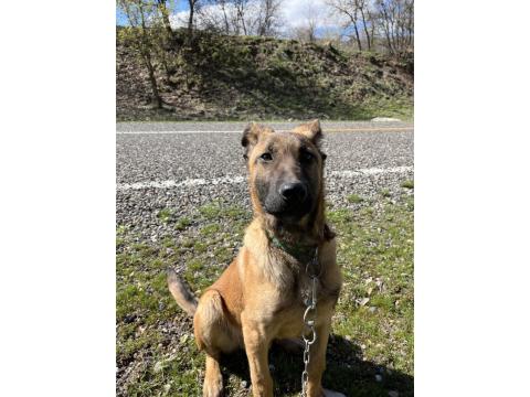 4 Aylık Safkan Belçika Kurdu