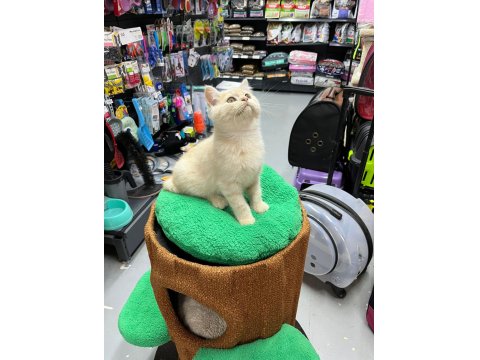 Show Kalite British Yavrularımız 2,5 Aylık