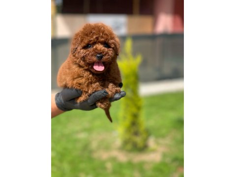 Ev Ortamında Doğup Büyüyen Toy Poodle Yavrularımız
