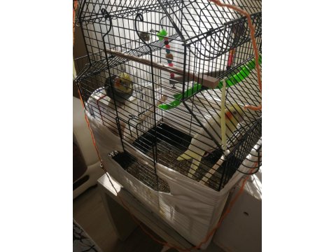 Sağlıklı Takım Sultan Papağanı