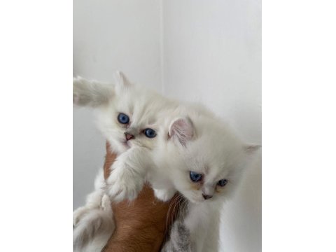 British Ve Scottish Kediler