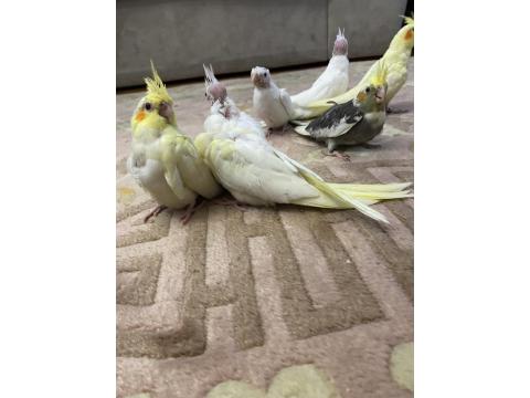 El Besleme Yavru Sultan Papağanları