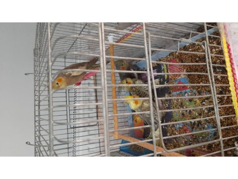 Ev Beslemesi Sultan Papağanları