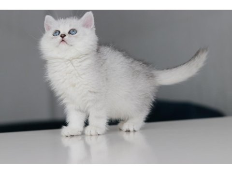 Full Şecereli Babadan Teslime Hazır Dişi British