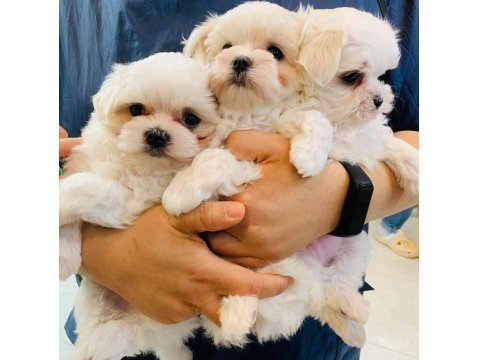 Maltese Köpeği Yavruları