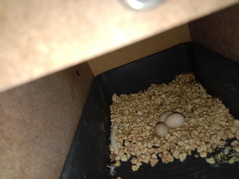 Yumurtalı Çift Sultan Papağanlar