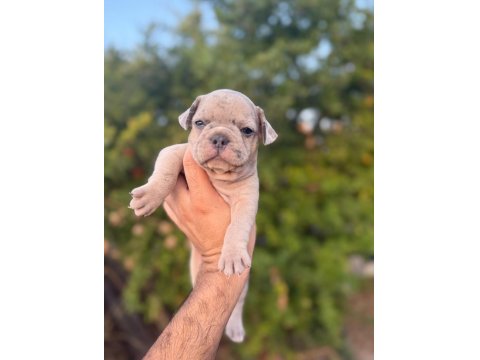 Egzotik French Bulldog Bebekler