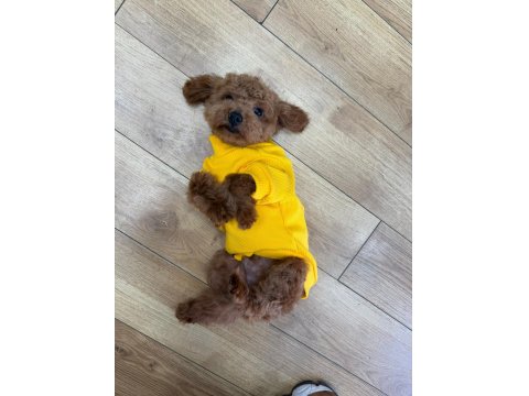 6 Aylık Aşılı Erkek Poodle