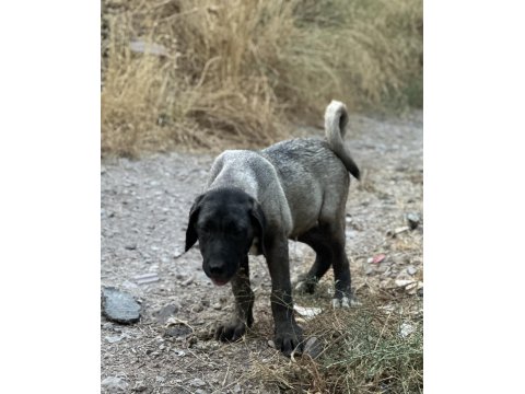 Aşıları Yapılı Köpeklerimizi Sahiplendiriyoruz