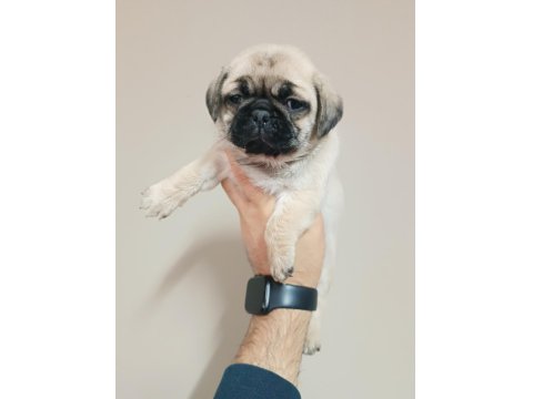 Pug Yavrularımız