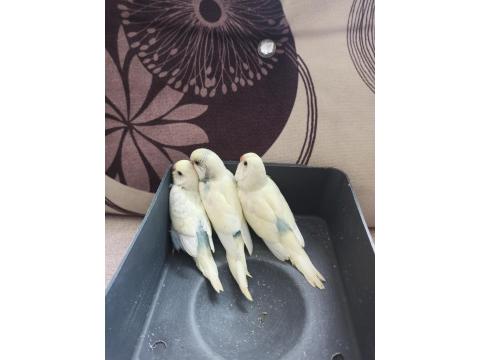 Yeni Yeme Düşmüş Uysal Renk Güzeli Yavru Muhabbet Kuşlar