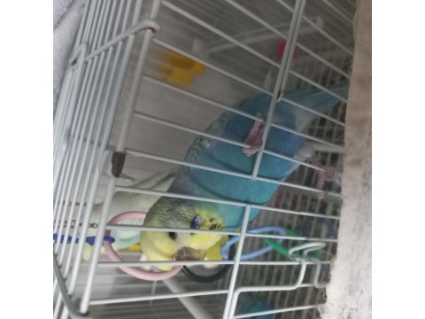 Nadir Irklı Muhabbet Kuşu