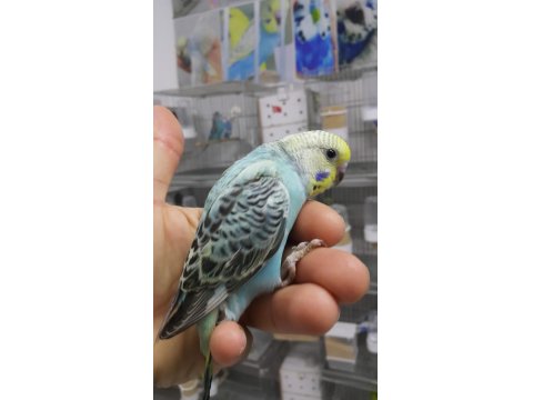 Alıştırmalık Ve Konuşturmalık Muhabbet Kuşu Yavrular