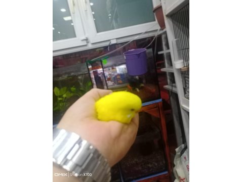 Prehistoricpets Garantisi İle Muhabbet Kuşları