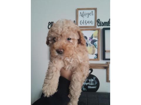 3 Aylık Apricot Toy Poodle Dişi Yavrumuz