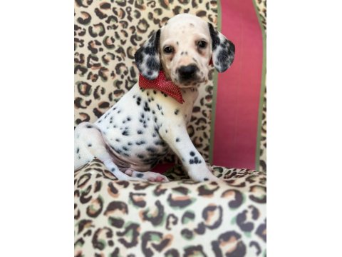 Orijinal Dalmaçyalı Yavrular - Enerjik Ve Asil Irk