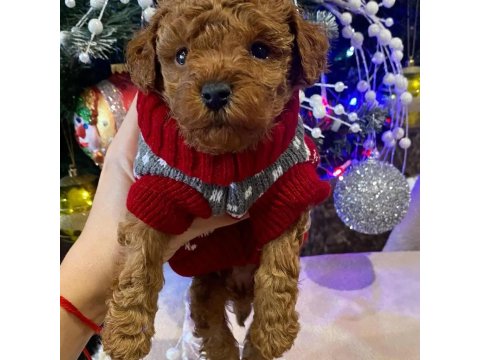 Dünya Tatlısı Toy Poodle Yavruları
