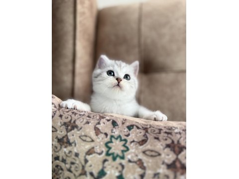 Wcf Kayıtlı Full Şecereli British Shorthair Elit Soy Hattı