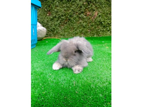 1 Aylık Hollanda Teddy Lop Tavşan Yavruları