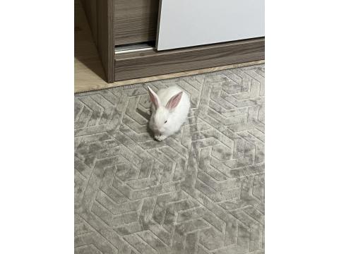 Ücretsiz Tavşanlar