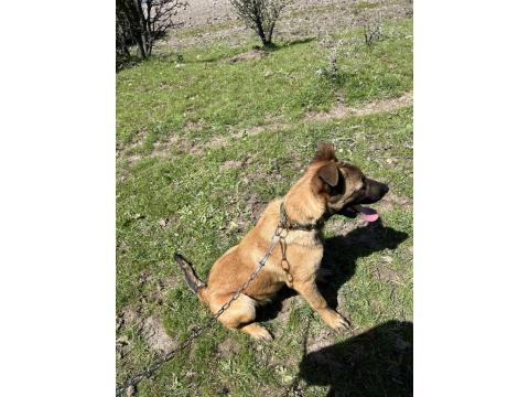 4 Aylık Safkan Belçika Kurdu